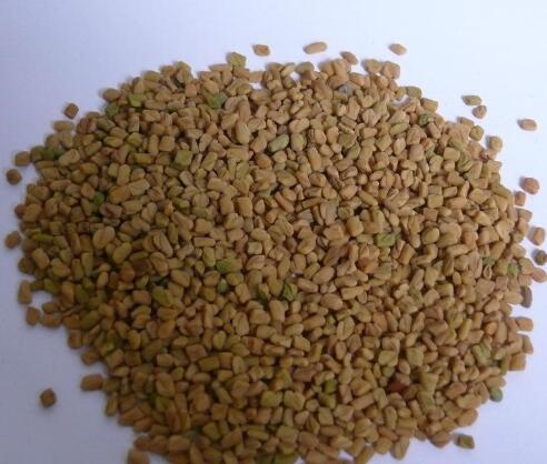 葶藶子(獨行菜) Lepidium apetalum Willd